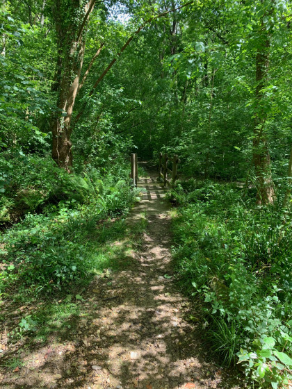 Une passerelle dans la forêt