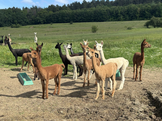 Une prairie o&ugrave; paissent de jeunes lamas