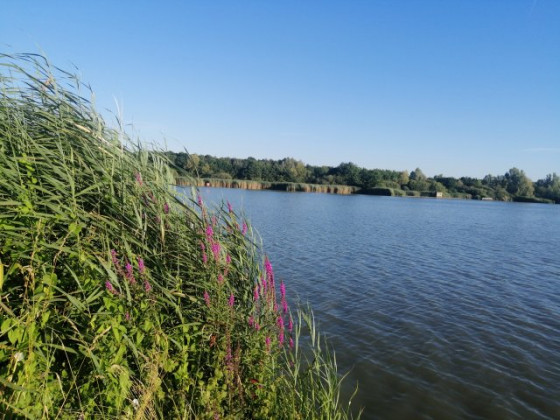 Une premi&egrave;re vue de l'&eacute;tang