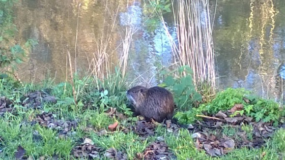 Une rencontre au bord de l\'eau...
