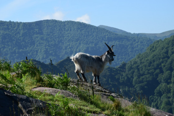 Une rencontre aussi magnifique qu\'imprévue.