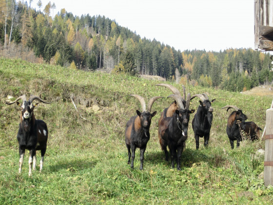 Une rencontre en traversant une ferme