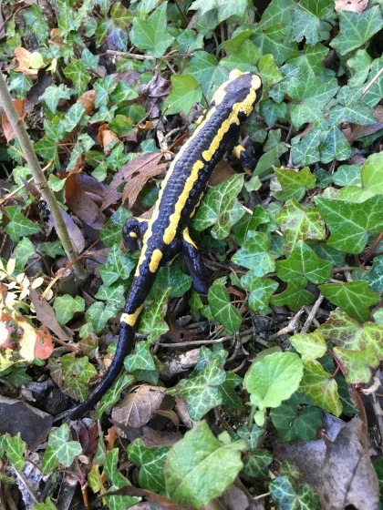 Une salamandre à St Sorny