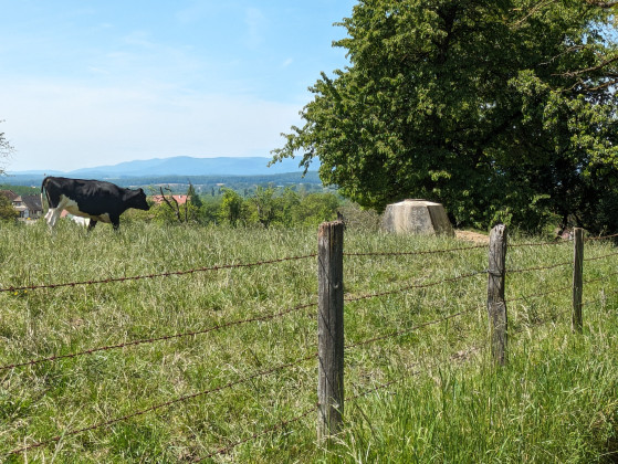 Une vache contemple une casemate