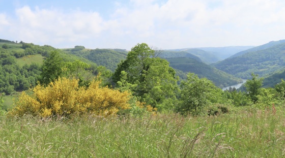 Une verdure exubérante