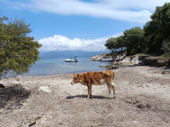 Vache à la bronzette