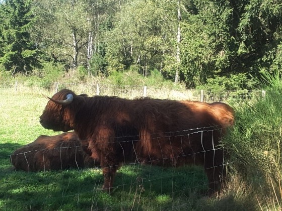 Vache Highland cattle (d\'origine écossaise).