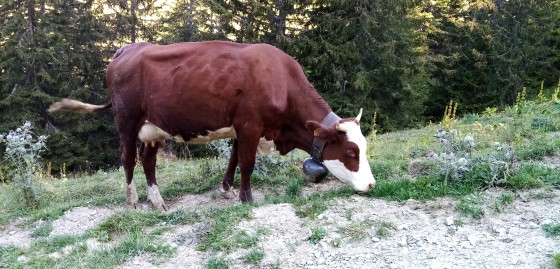 Vache Abondance