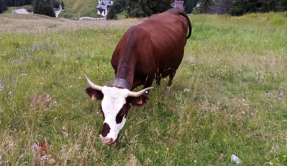 Vache Abondance