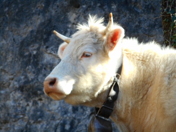 Vache avec clarine aus Aiguilles de Valbelle