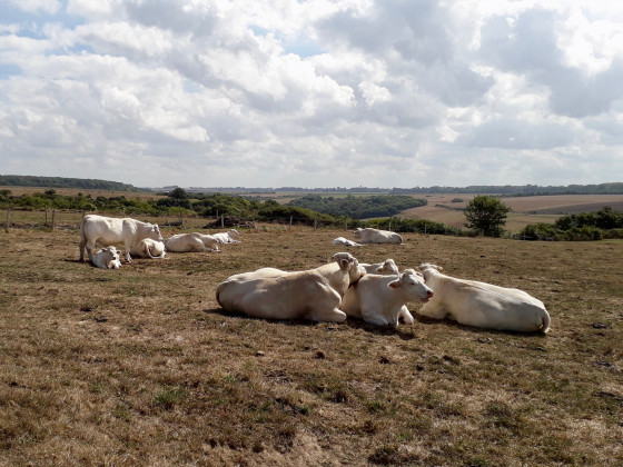 Vaches dans la plaine entre Etretat et B&eacute;nouville