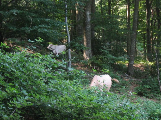 Vache des Albères