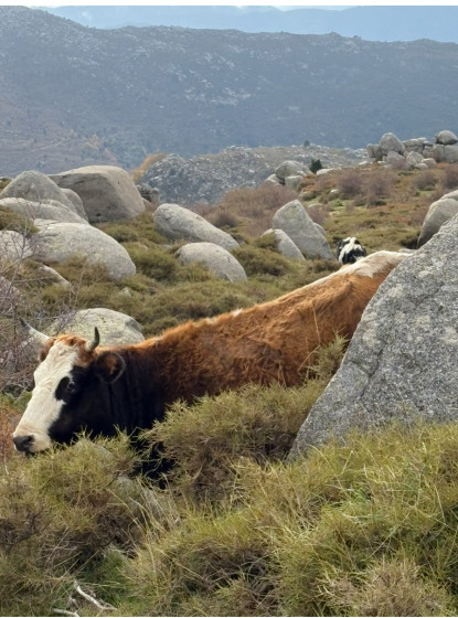 Vache du plateau