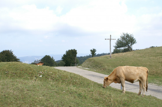 Vache près de la Croix Fmban