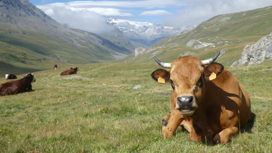 Vaches locales