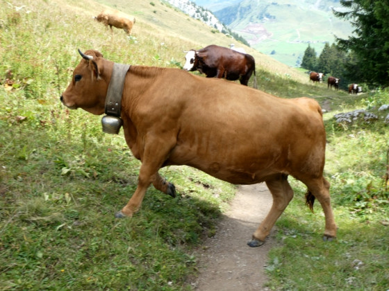 Vache