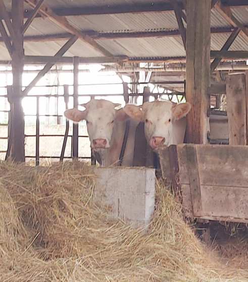Vaches
