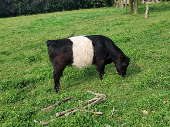 Vache
