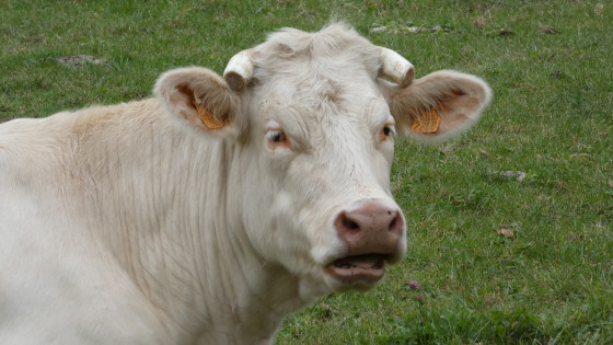Vache non belliqueuse