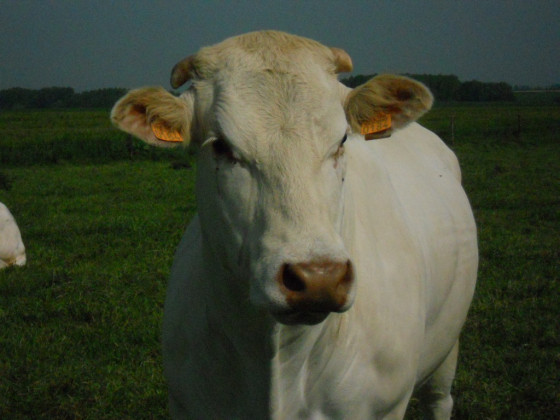 Vache