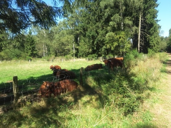 Vaches d\'origine écossaise (Highland cattle)