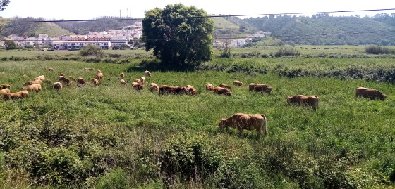Vaches allaitantes au p&acirc;turage