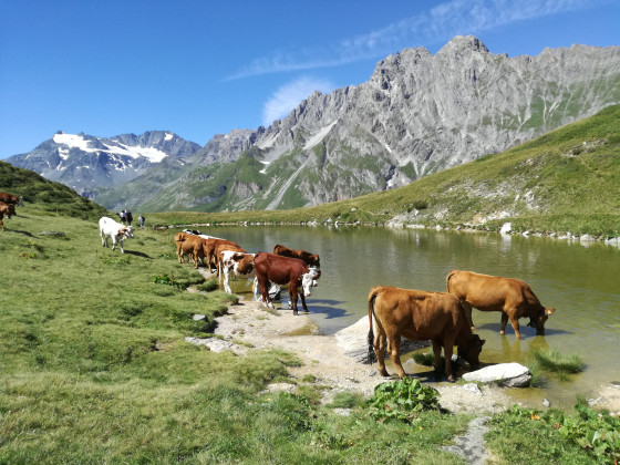 Vaches au lac
