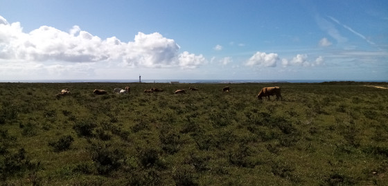 Vaches au pâturage