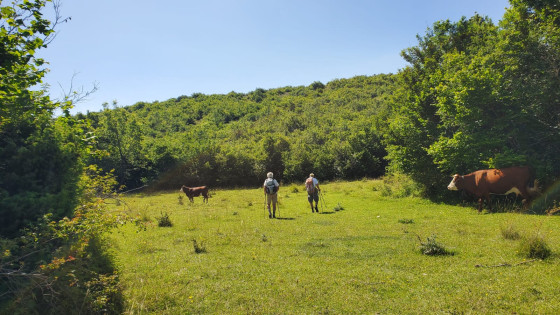 Vaches broutant