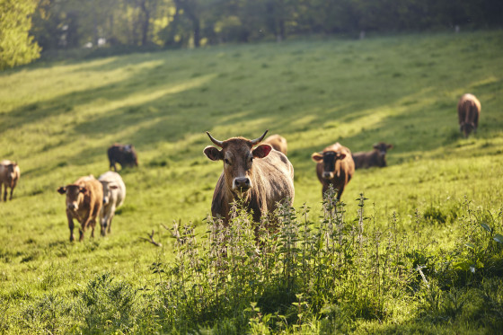 Vaches ©Lamoureux Coutances Tourisme