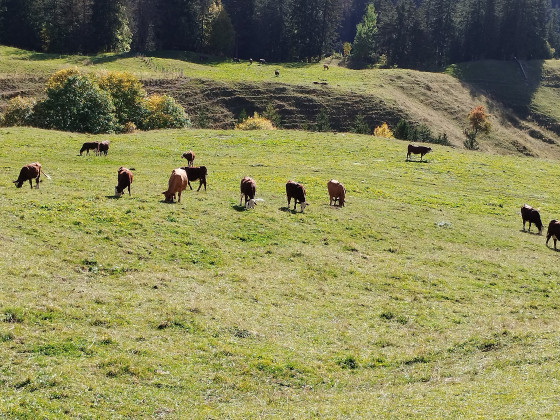 Vaches dans l\'alpage d\'Orgeval