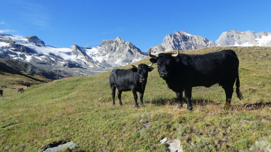 Vaches dans l\'alpage