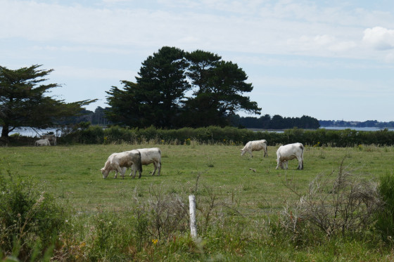 Vaches dans les champs