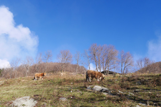 Vaches dans les pacages encore utilisés