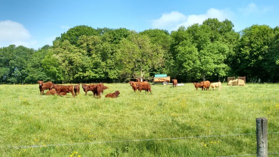 Vaches de race Salers