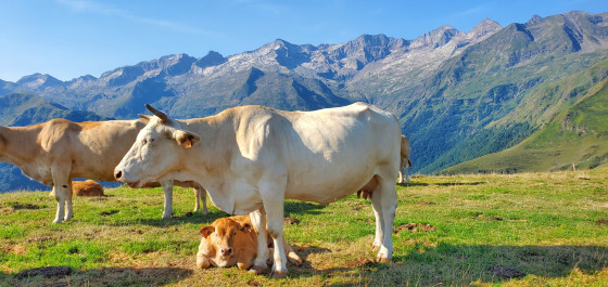 Vaches devant les sommets du Luchonnais