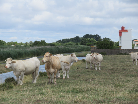 Vaches du marais