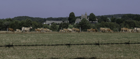 Vaches en chemin