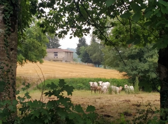Vaches et jeunes veaux