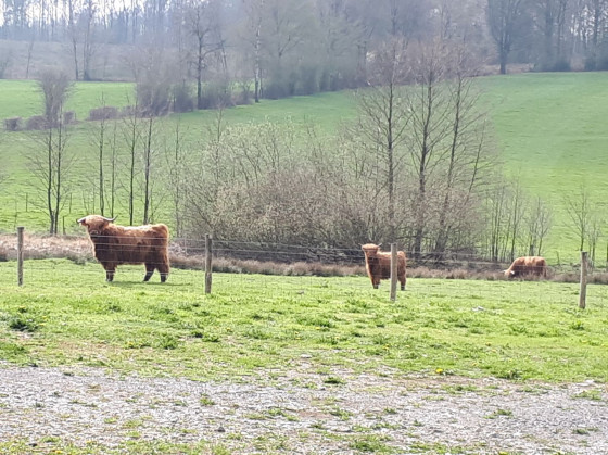 Vaches Highland
