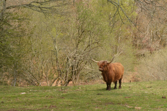 Vaches Highlands