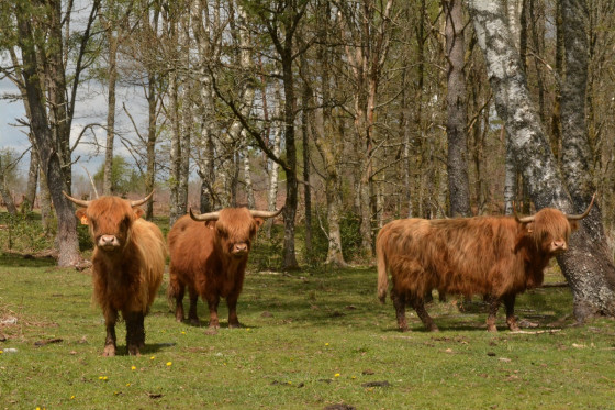 Vaches Highlands