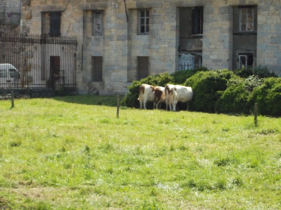 vaches le nez a l'abri