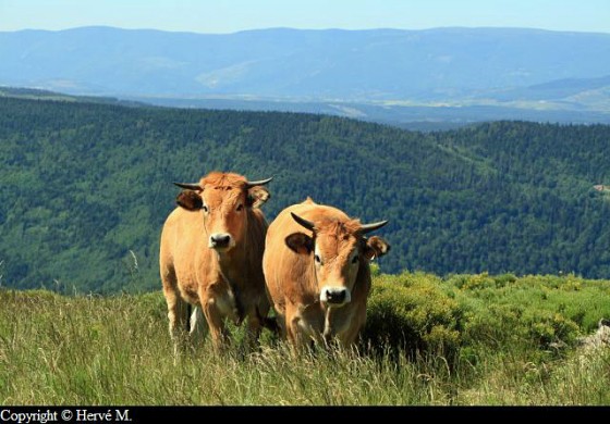 Vaches