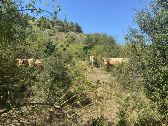 Vaches point 2