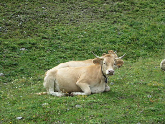 Vaches tranquilles