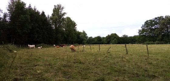 Vaches