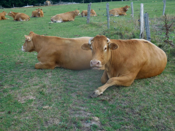 Vaches
