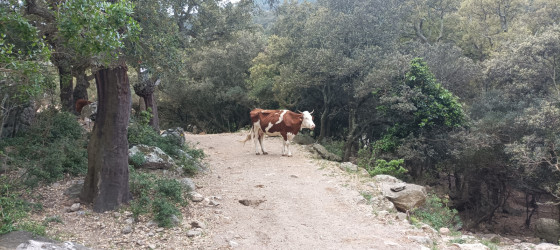 Vaches