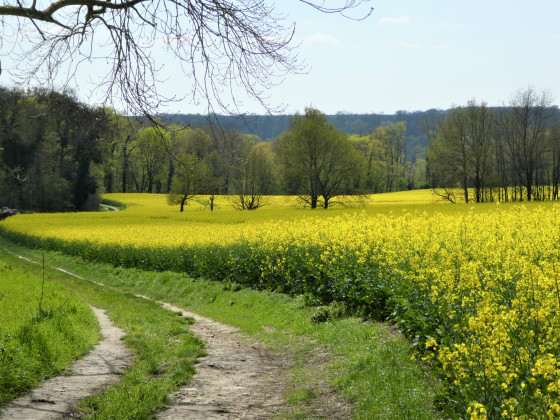 Vague jaune
